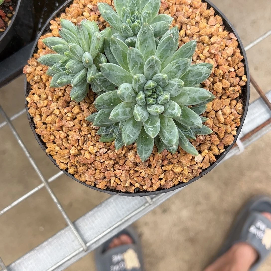 【闪购商品】青花瓷