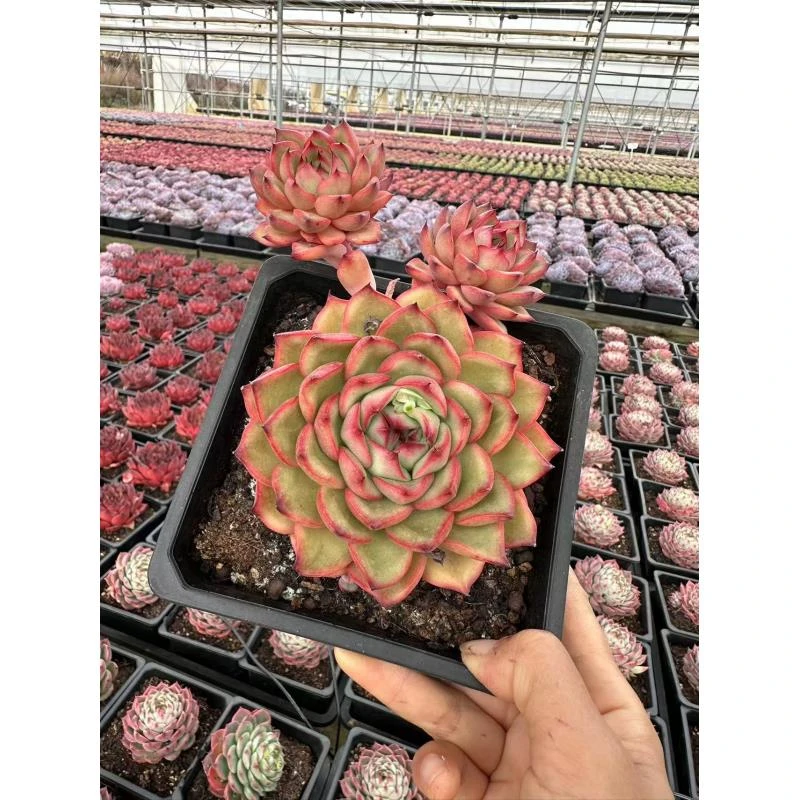 15#稻香多肉植物  前男友精品多肉 SM0307