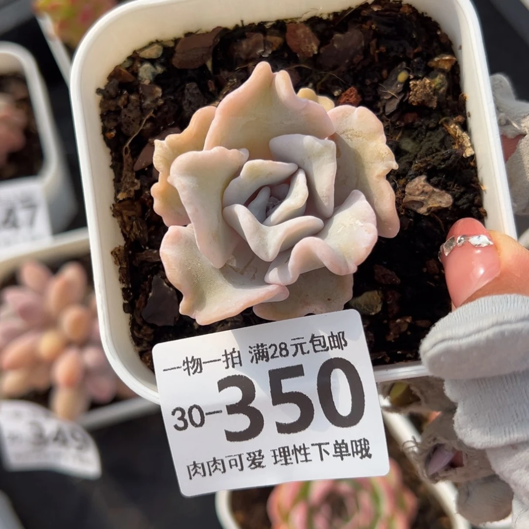 芭蕾舞者多肉多肉，