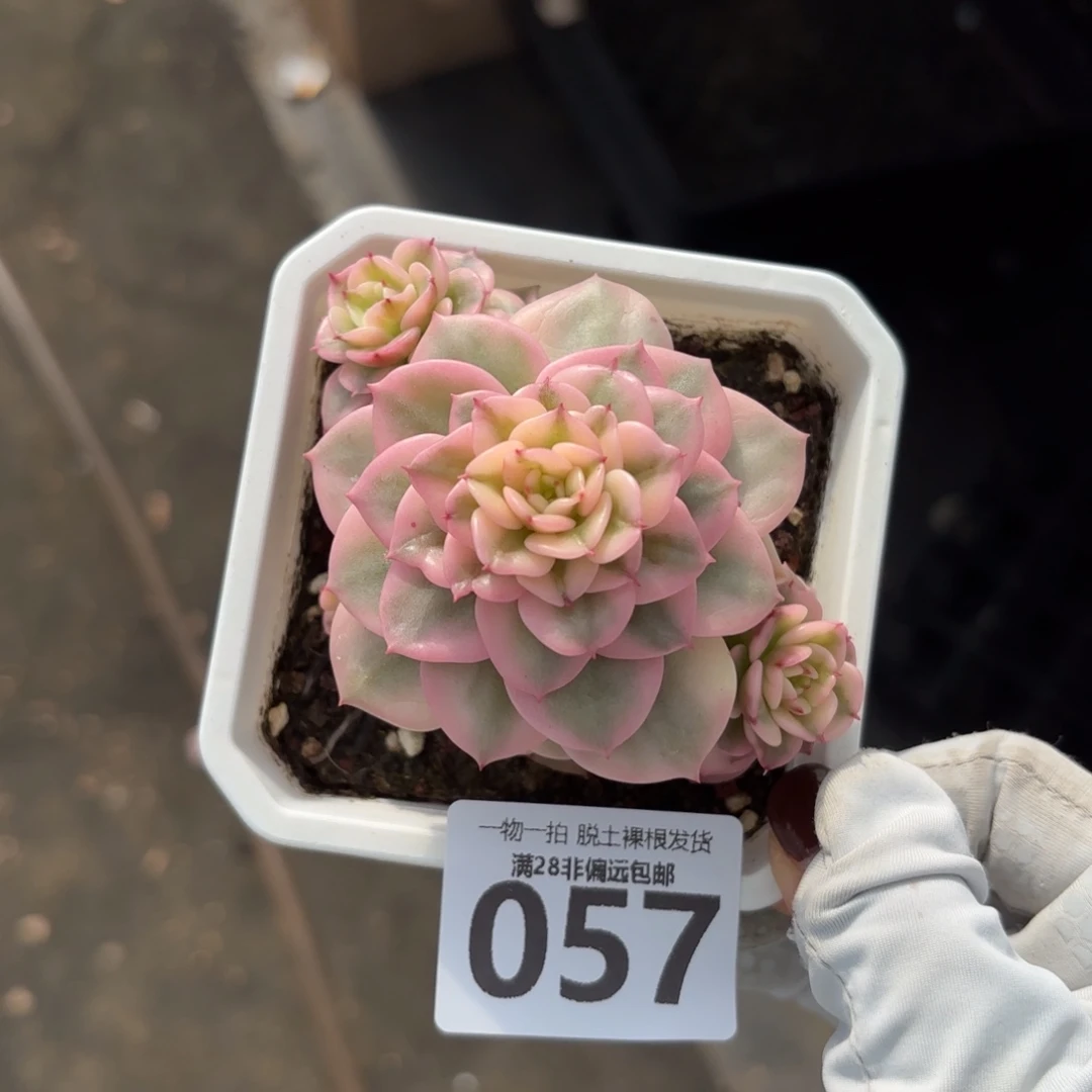 腊牡丹锦无盆土发货