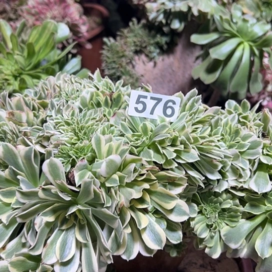 .***慢多肉植物一个绿豆沙576