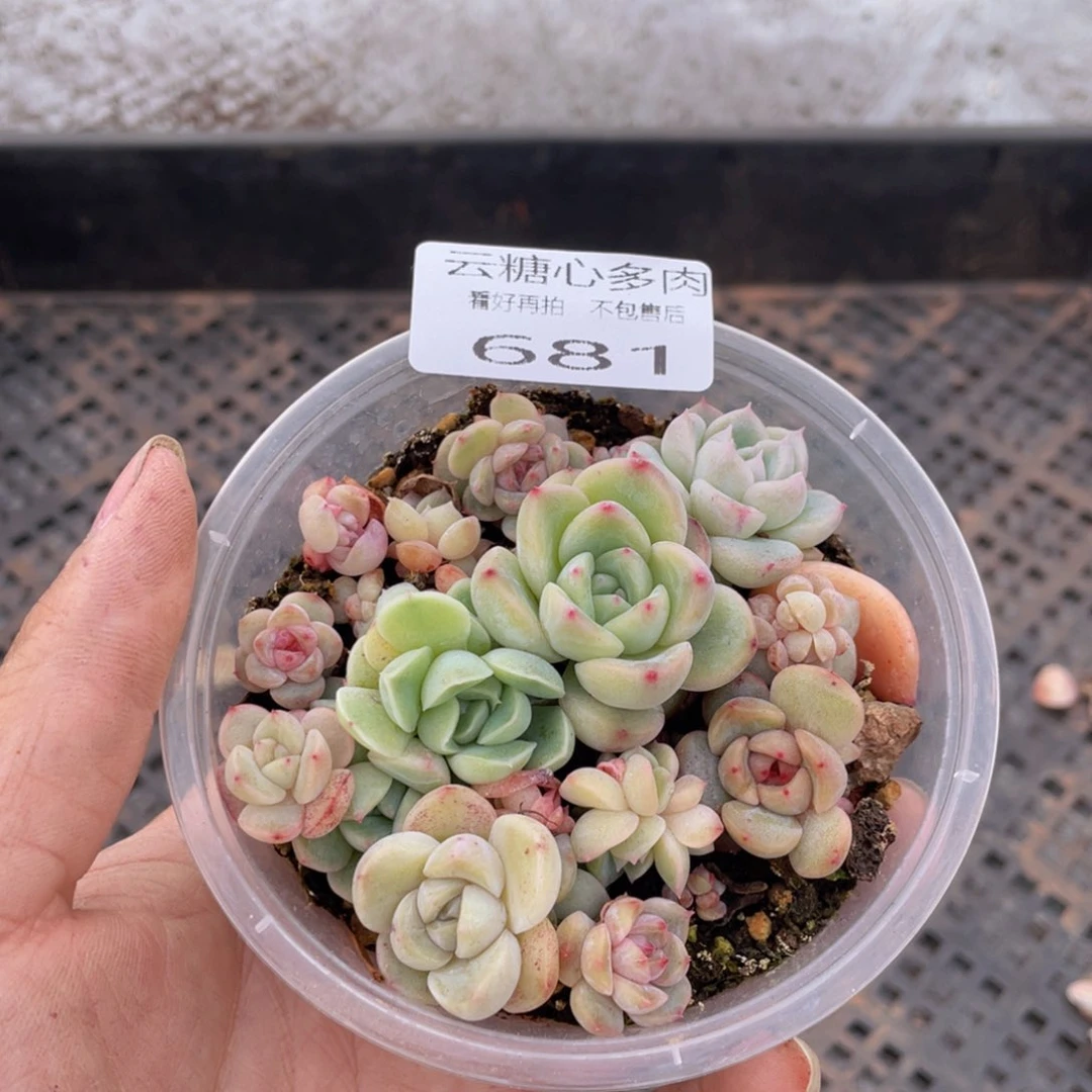 云糖心多肉植物681