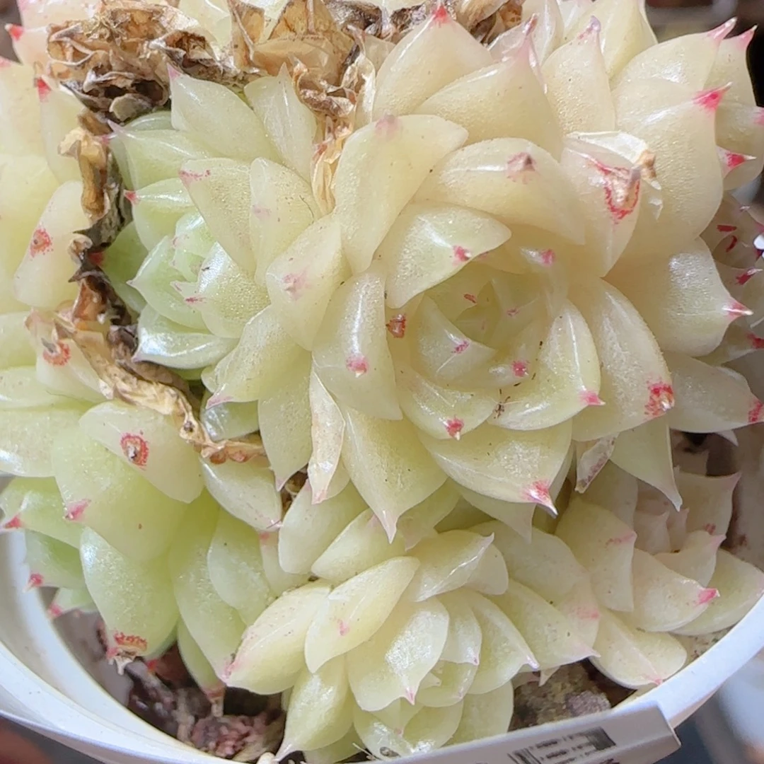 花语多肉1228-27油包子散