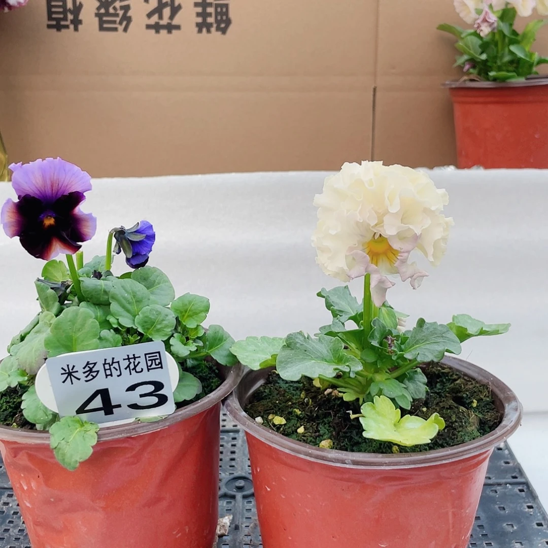 少量开放大部分花苞