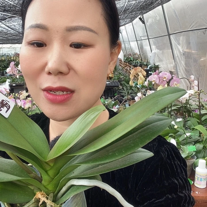 无花朵摩纳哥蝴蝶兰