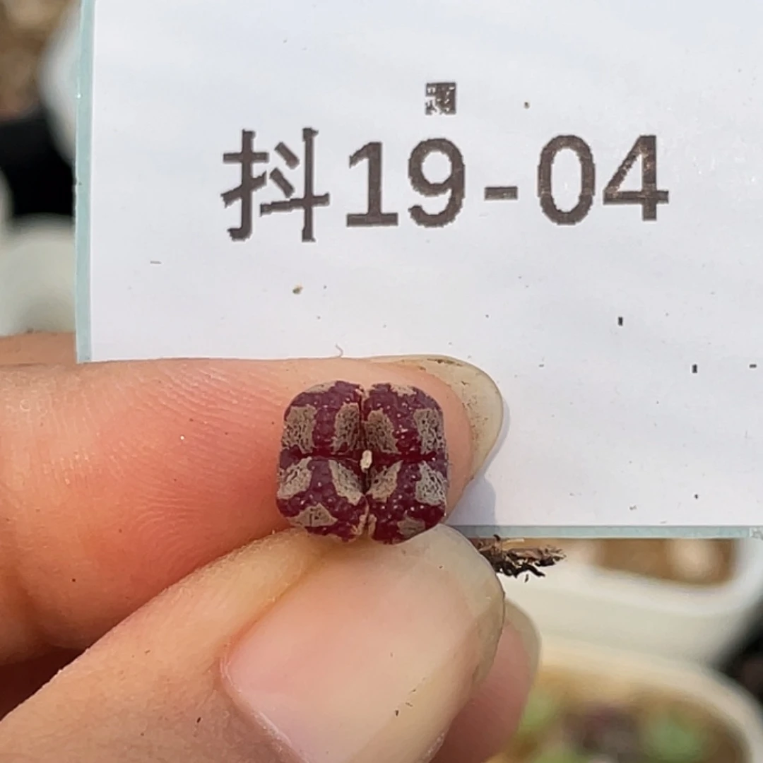 19-4超碟多肉植物