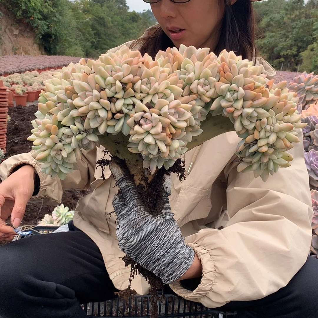 121 淡雪锦朵朵缀 一物一拍