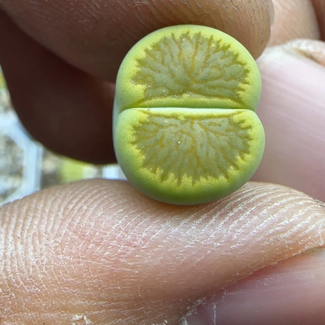 022 生石花大棚直播