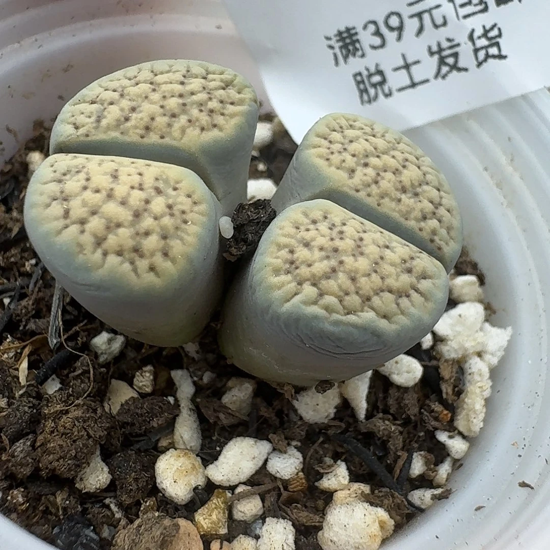 12多肉哈哈哈哈哈哈哈