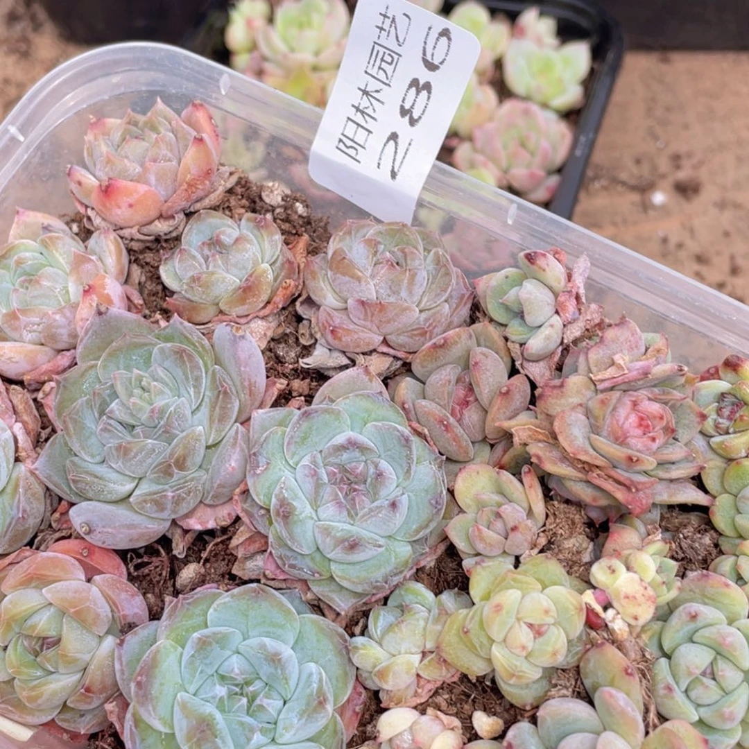 钮***子多肉植物多肉植物286