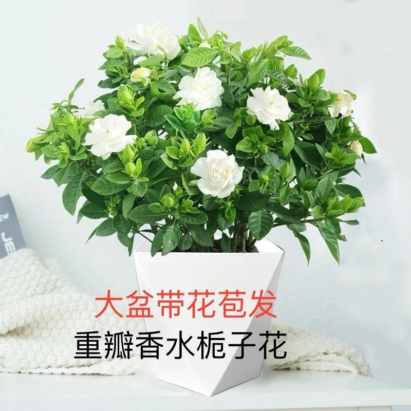 带花苞浓香型绿植室内桌面盆栽小叶栀子花净化空气吸甲醛满屋飘香