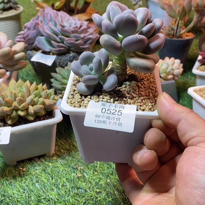 0525啊啊啊啊啊啊啊啊啊啊