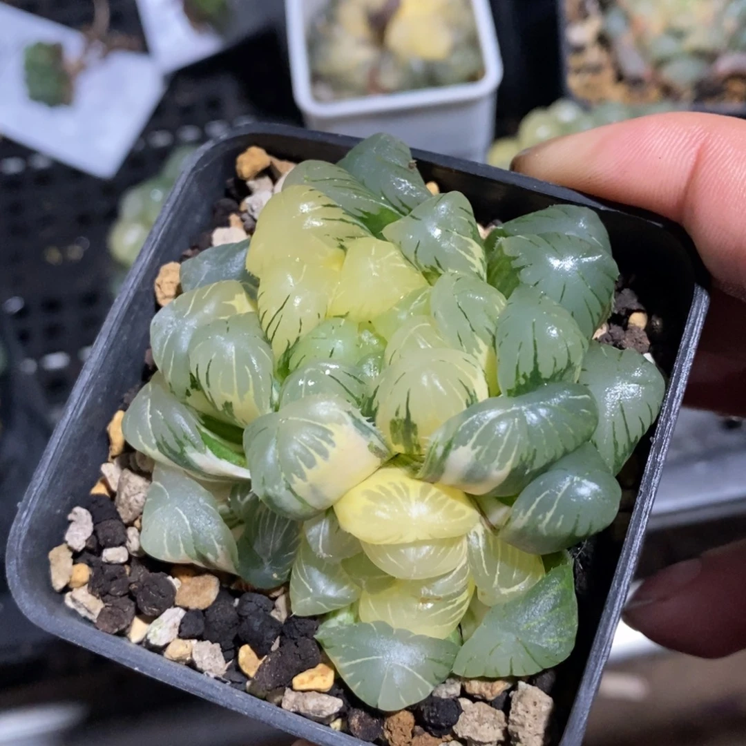 一颗大母本玉露锦 新年福利