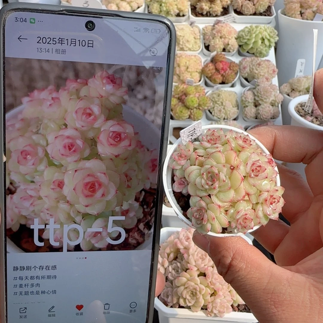 【闪购商品】0122-92（ttp-5）