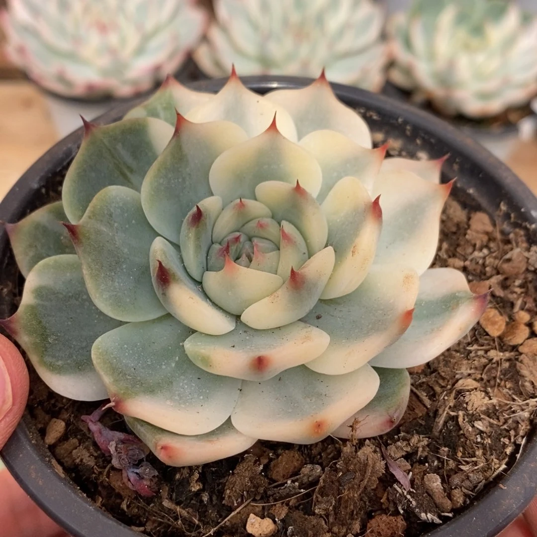 小***，吉娃娃锦多肉植物0675