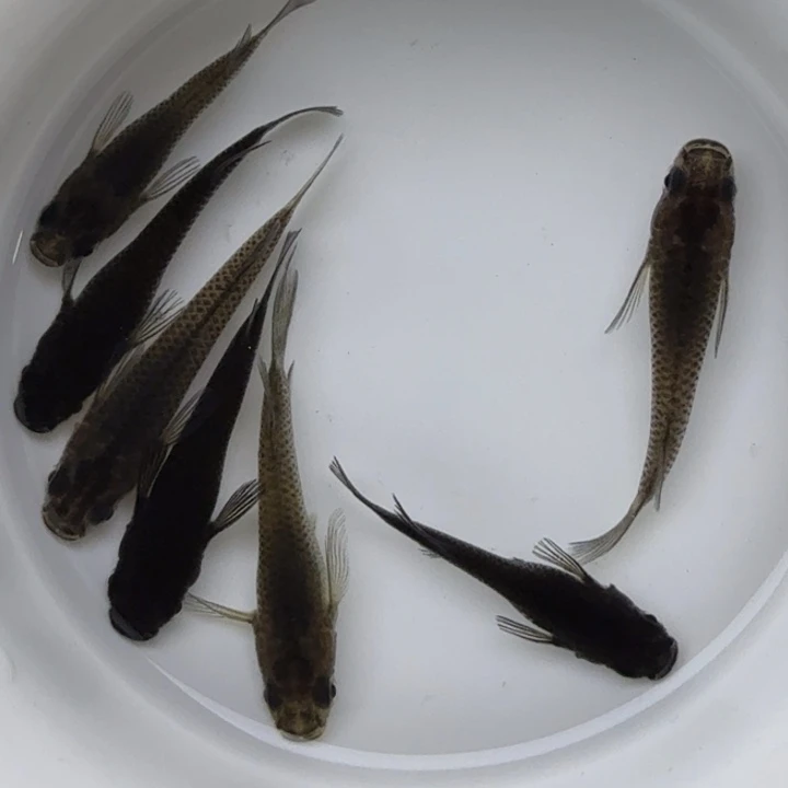青鳉鱼短体大蛇11号
