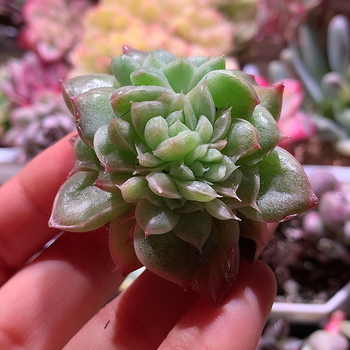 不知名群锦锦有根