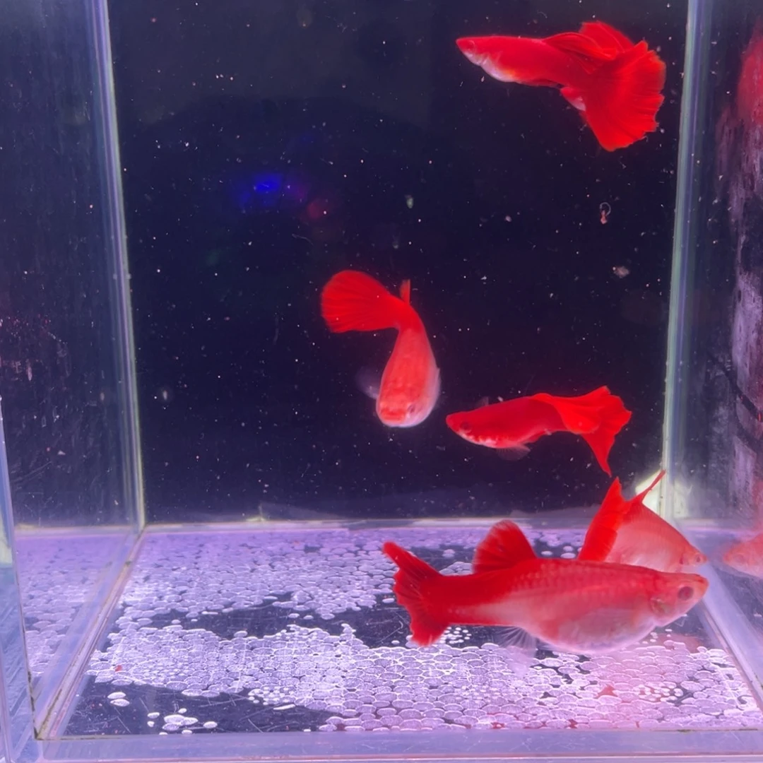 用***2孔雀鱼台系大背血红3对