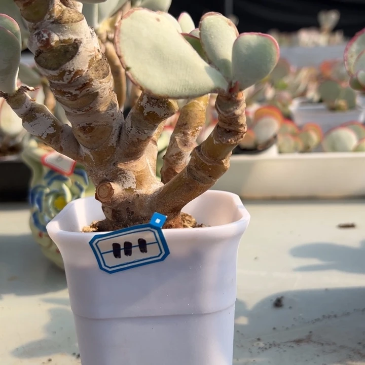 希***嘻一物一拍白眉多肉111