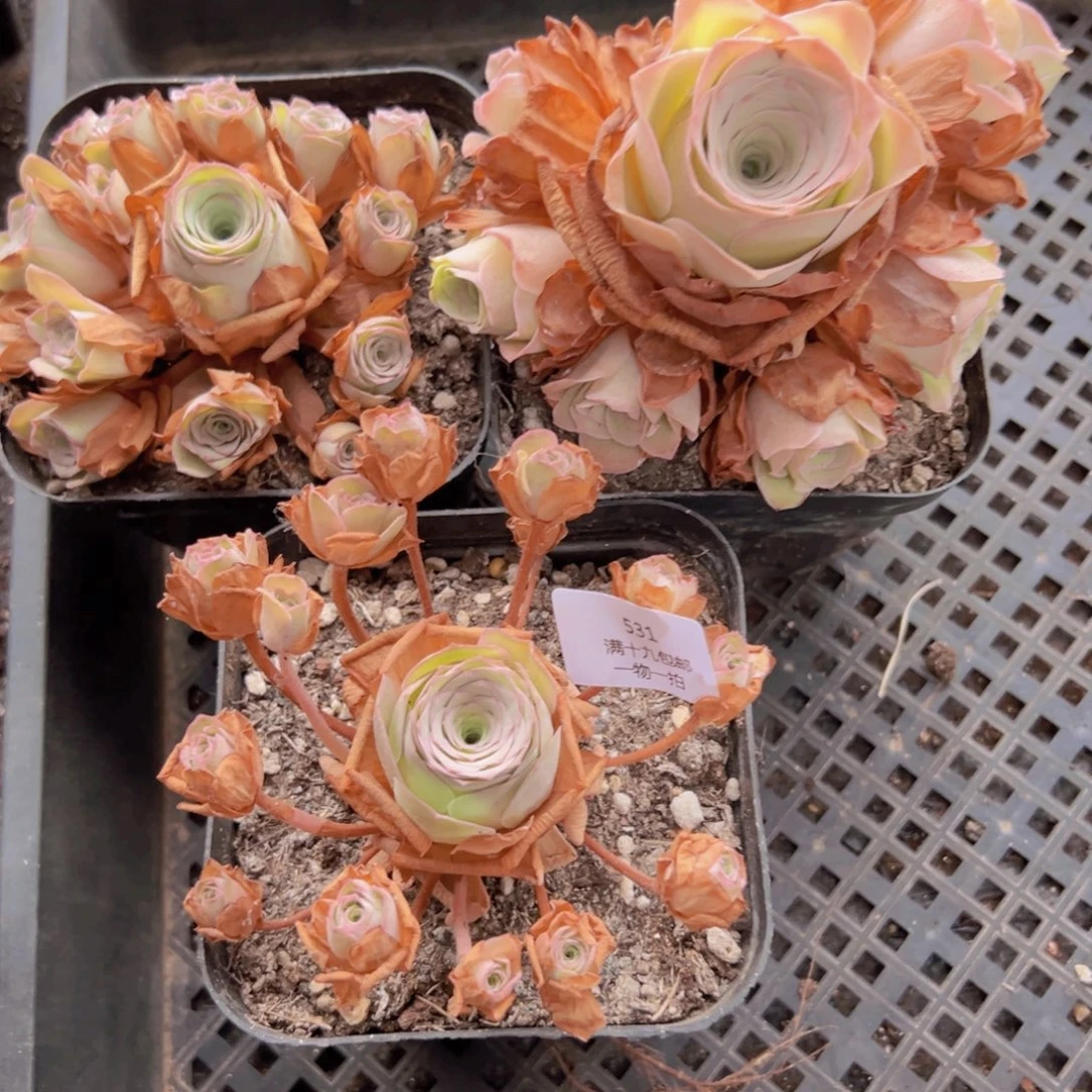 531 裸根不带土无售后