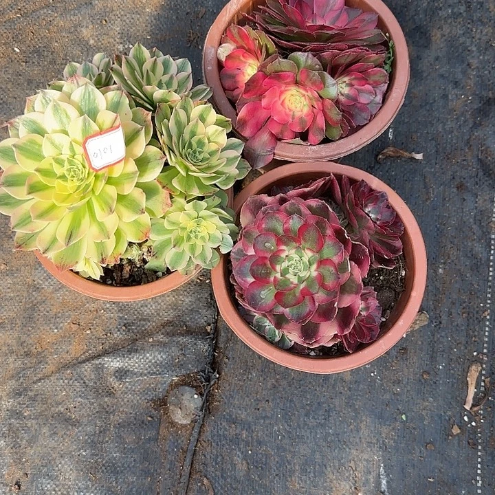 三颗多肉植物0101