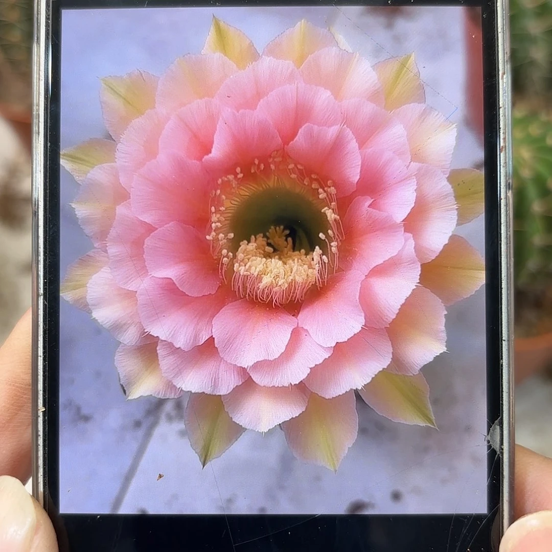 彩草青美人鱼7公分左右