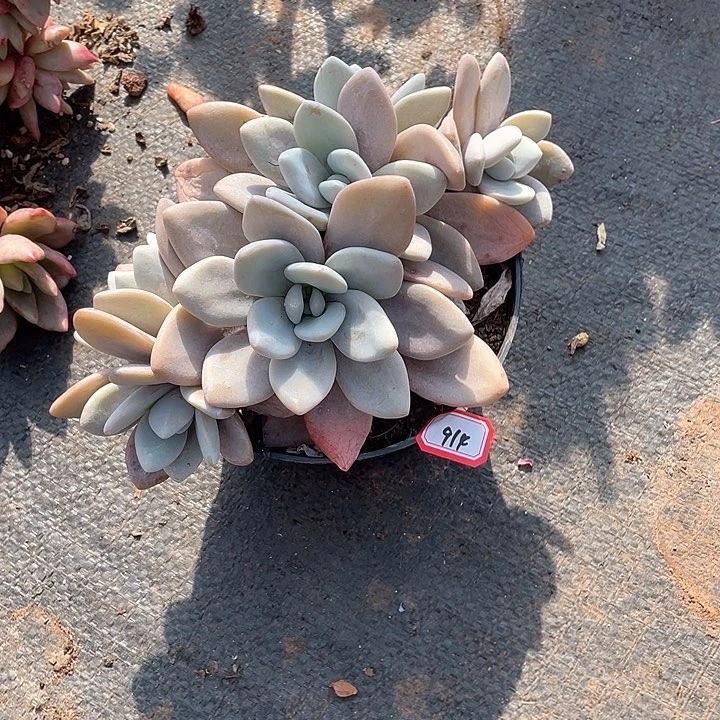 914粉兔 一物一拍多肉