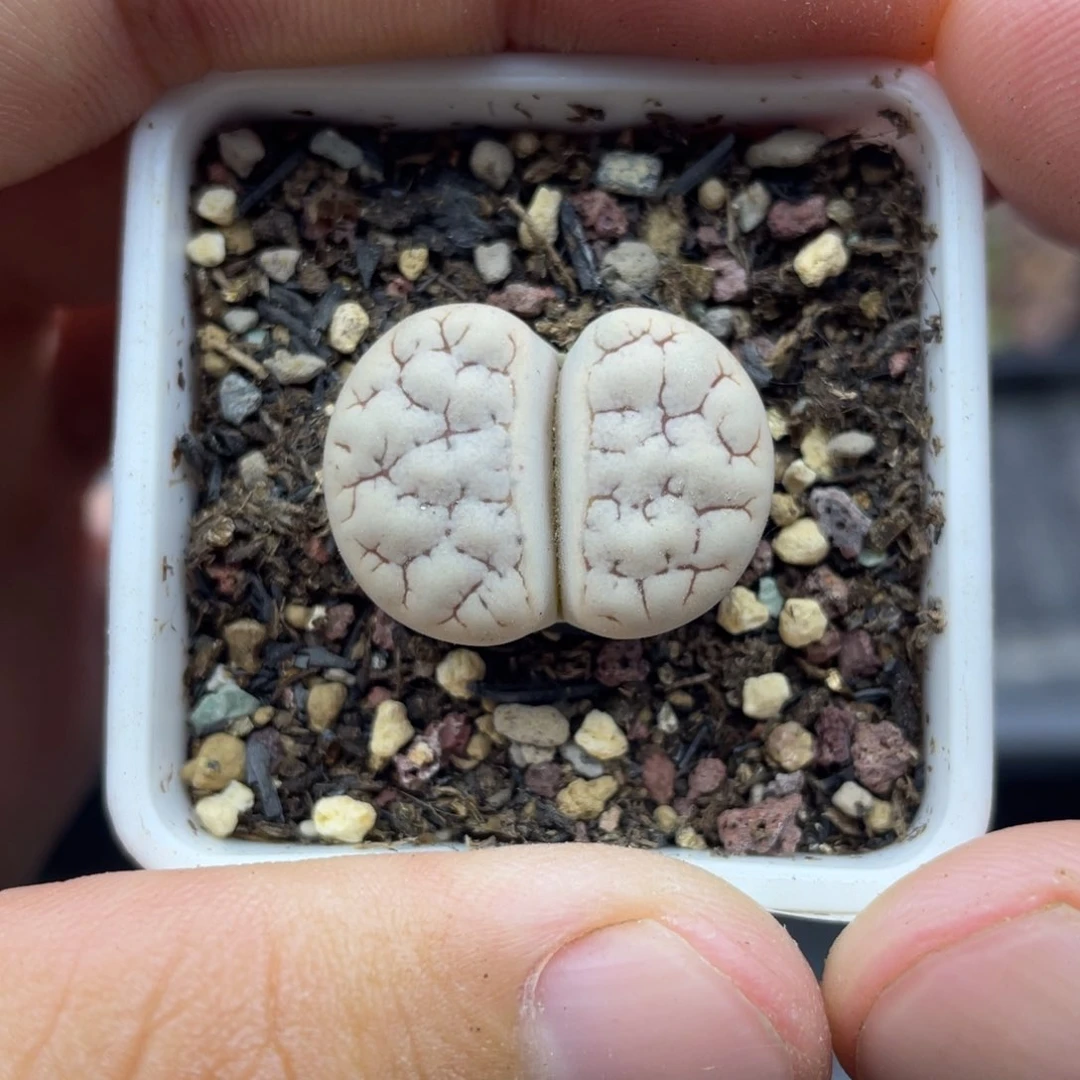 00000000000000000660