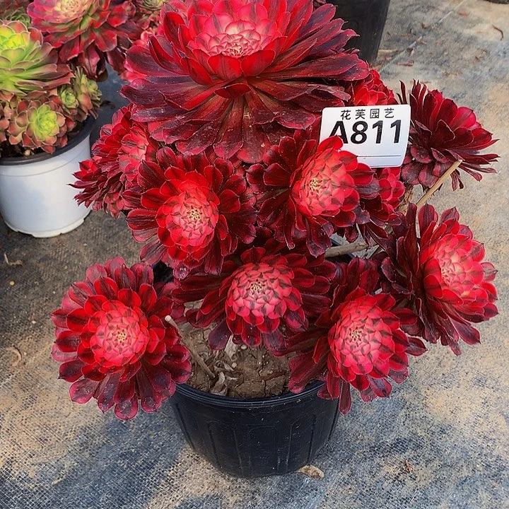 811多肉法师表白