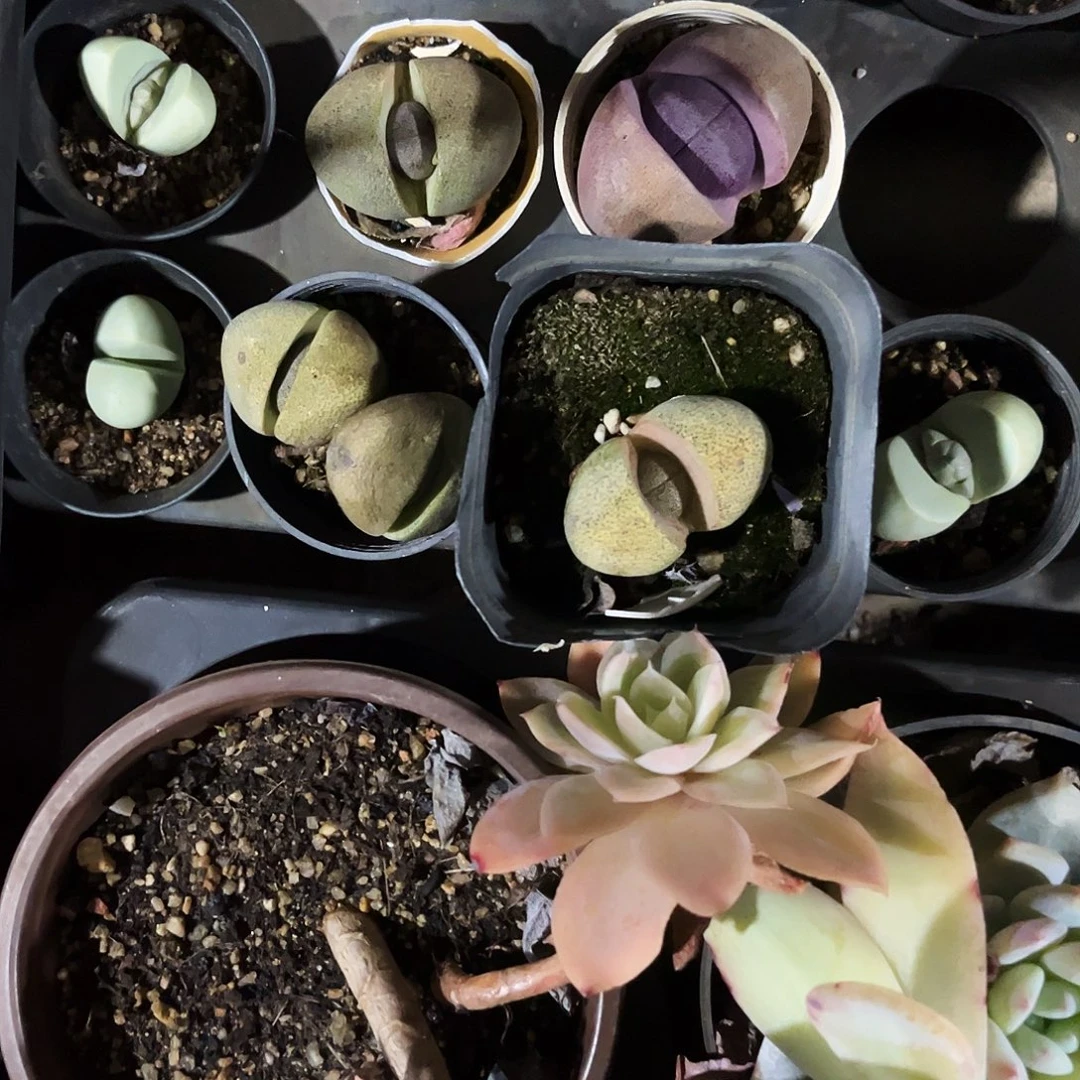 ****鼠80+83+96+85多肉植物