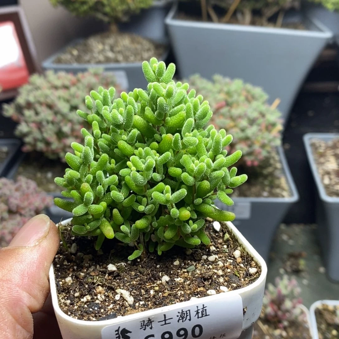 990金桔糖球枝干