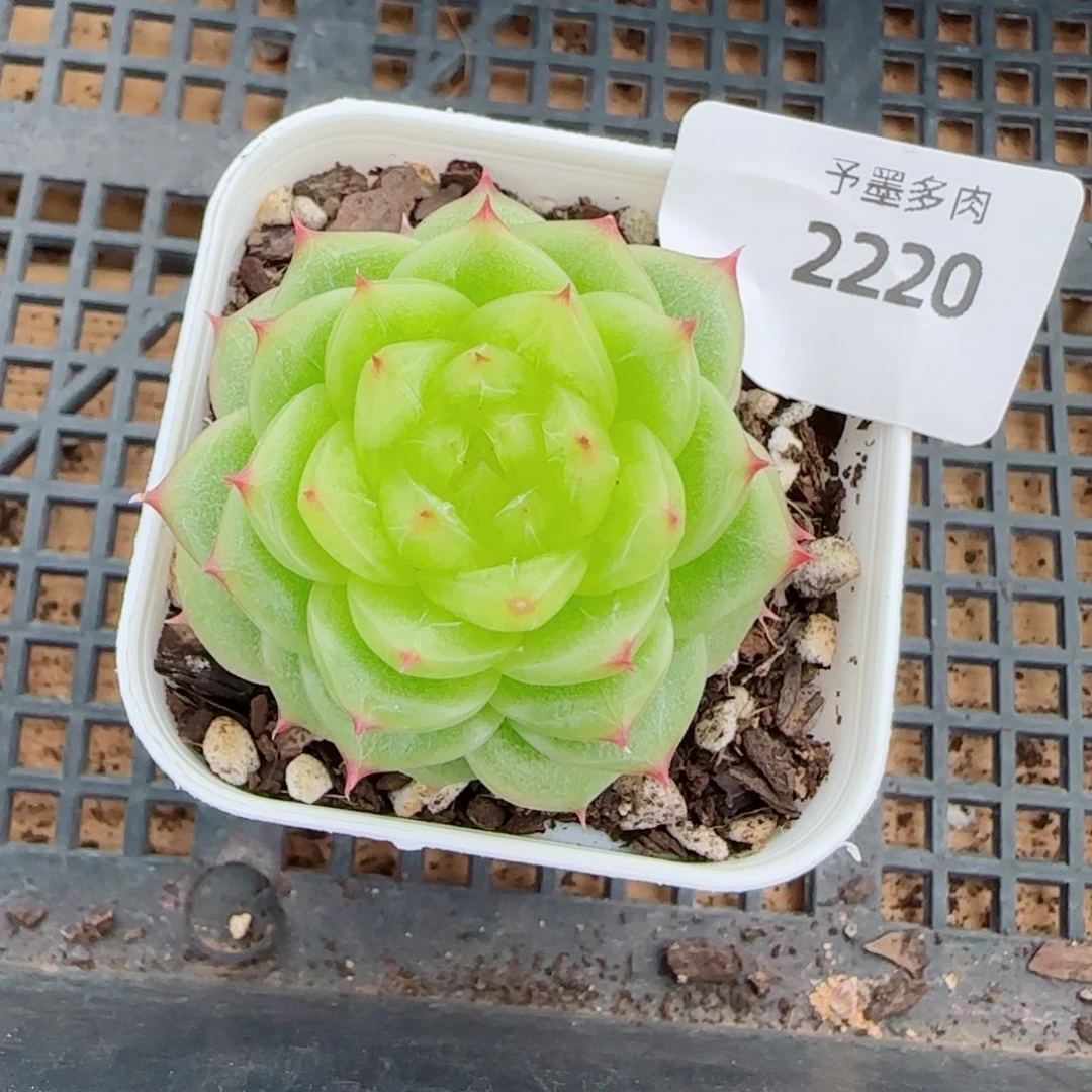 杜若珍妮,2220多肉植物