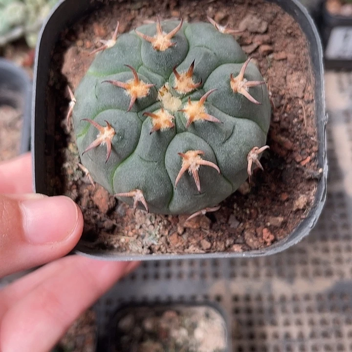 138仙人球开花植物