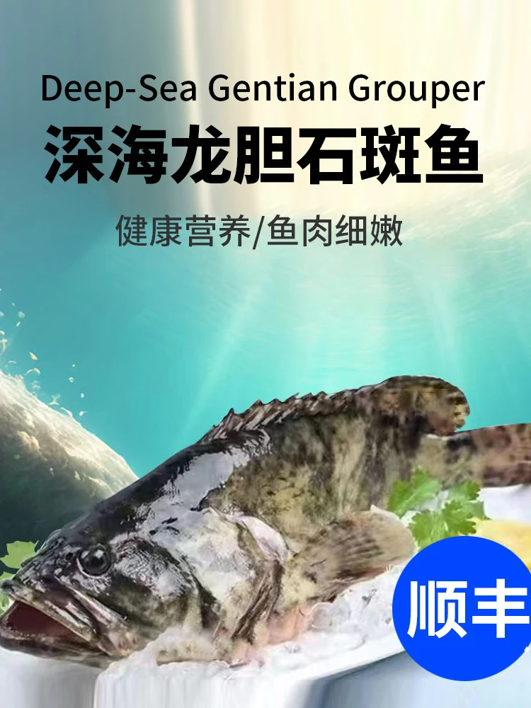 顺丰包邮 石斑鱼 龙胆石斑老虎斑石斑海鲜水产大石斑珍珠斑鱼