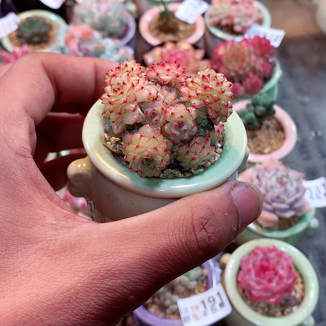 美肉肉哦哦哦哦哦哦