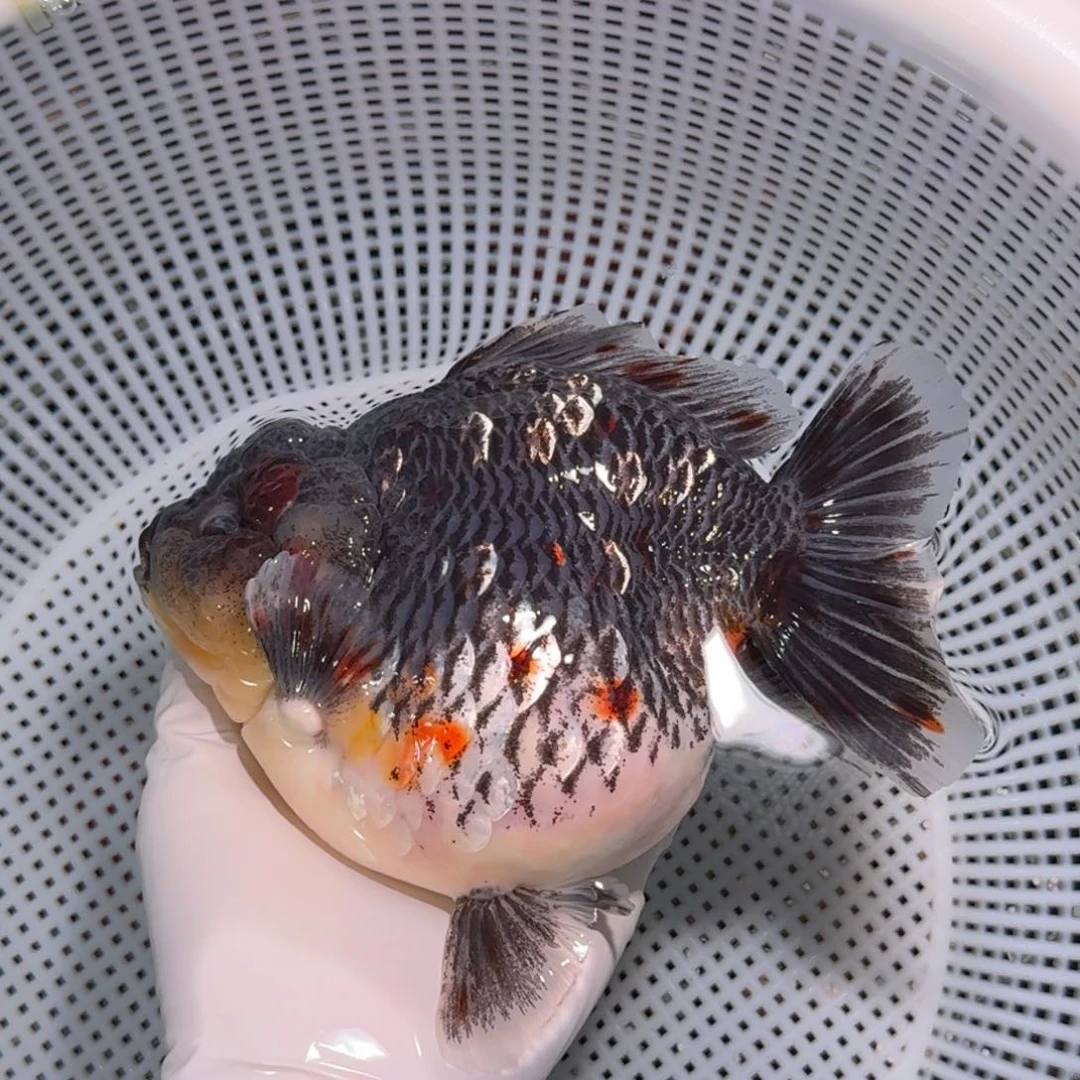 金鱼类不分公母16/17