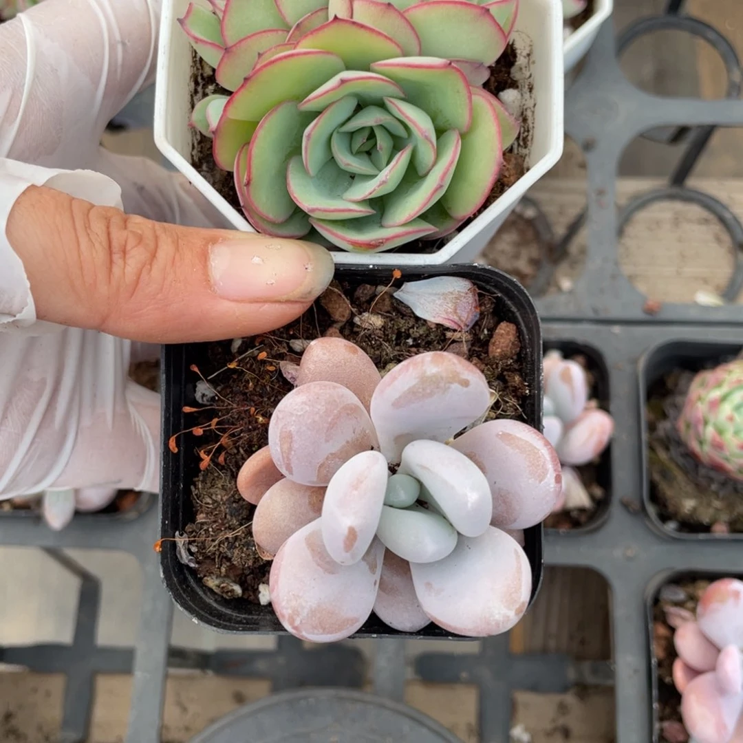 一****i一张专拍