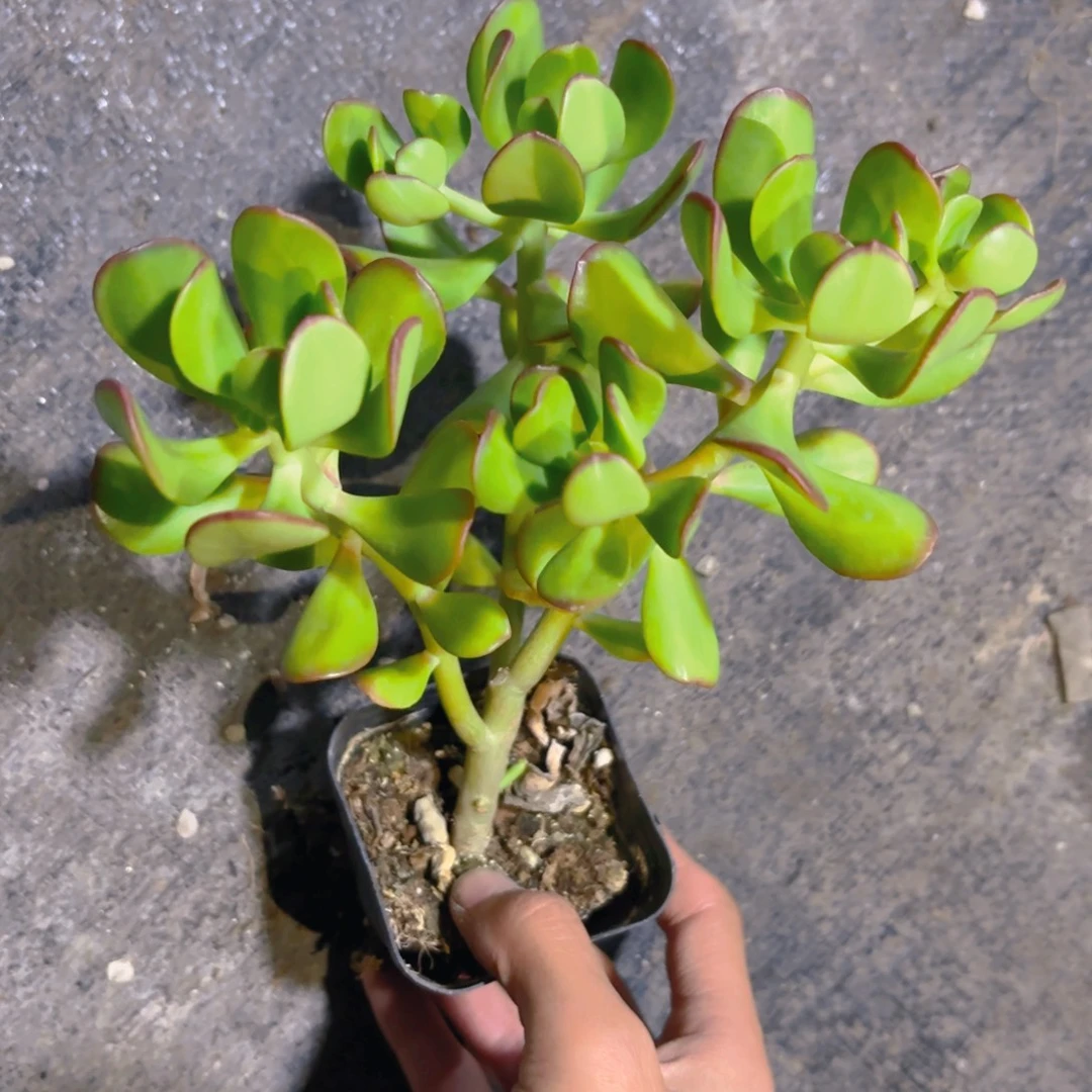 达摩宝珠新疆包邮6.5cm
