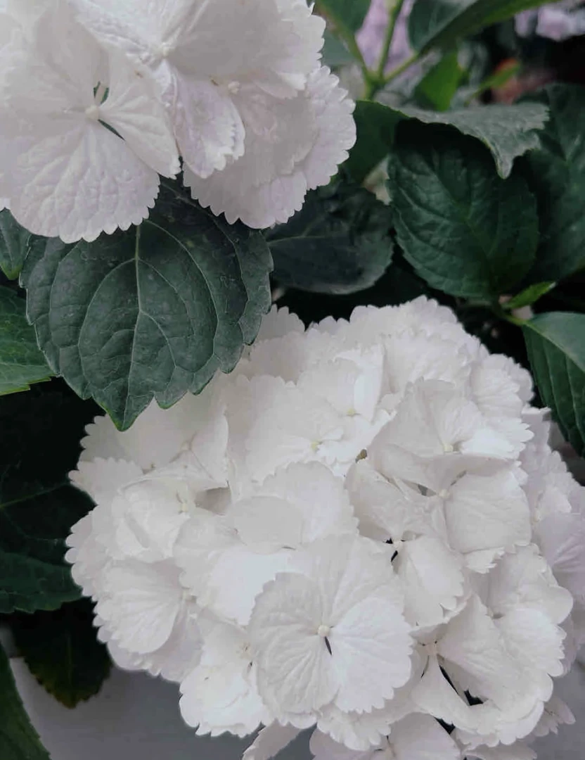 【魔幻雪球】2加仑新老枝开花单瓣露天不可调阳台庭院地栽