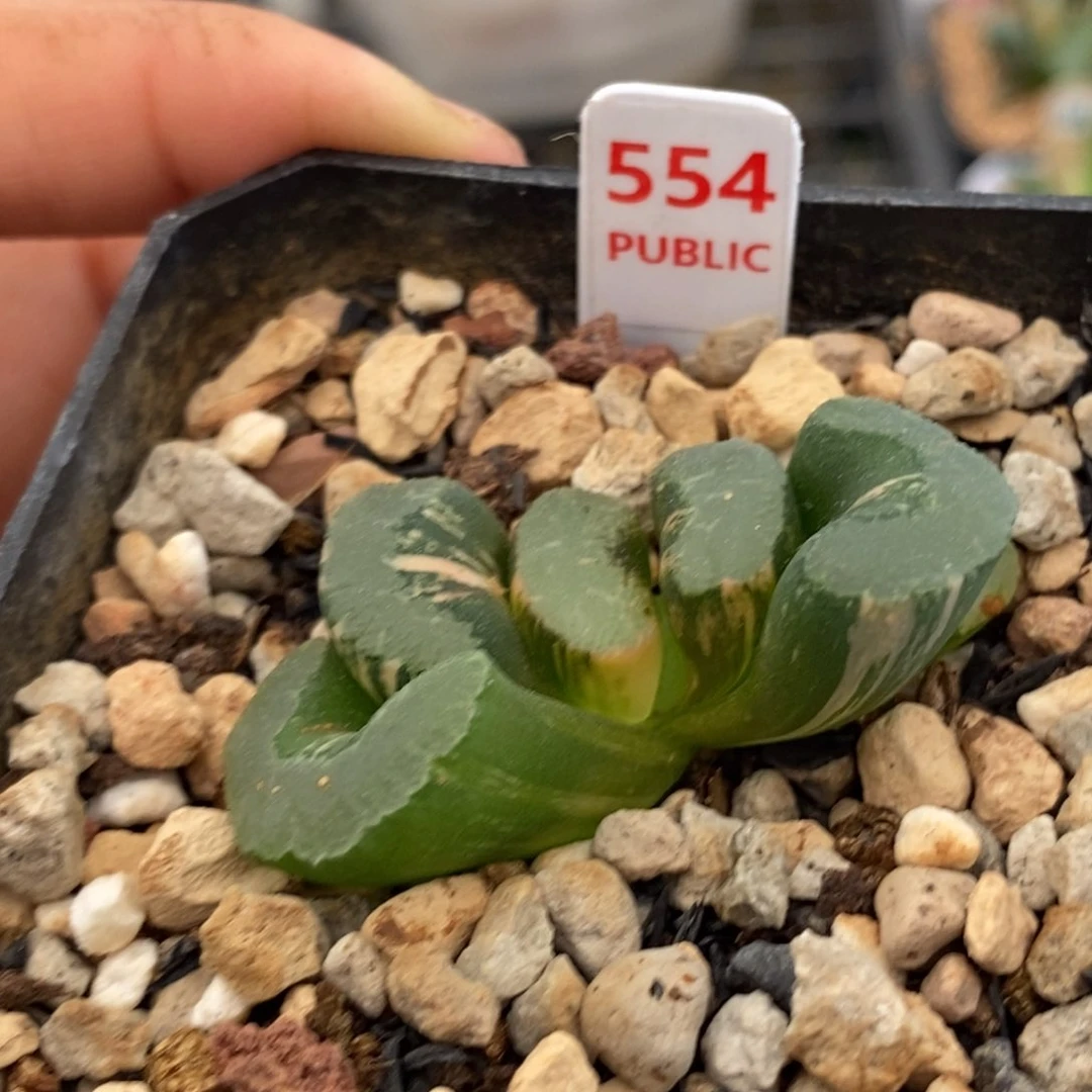 554浮藻玉扇多肉植物组合