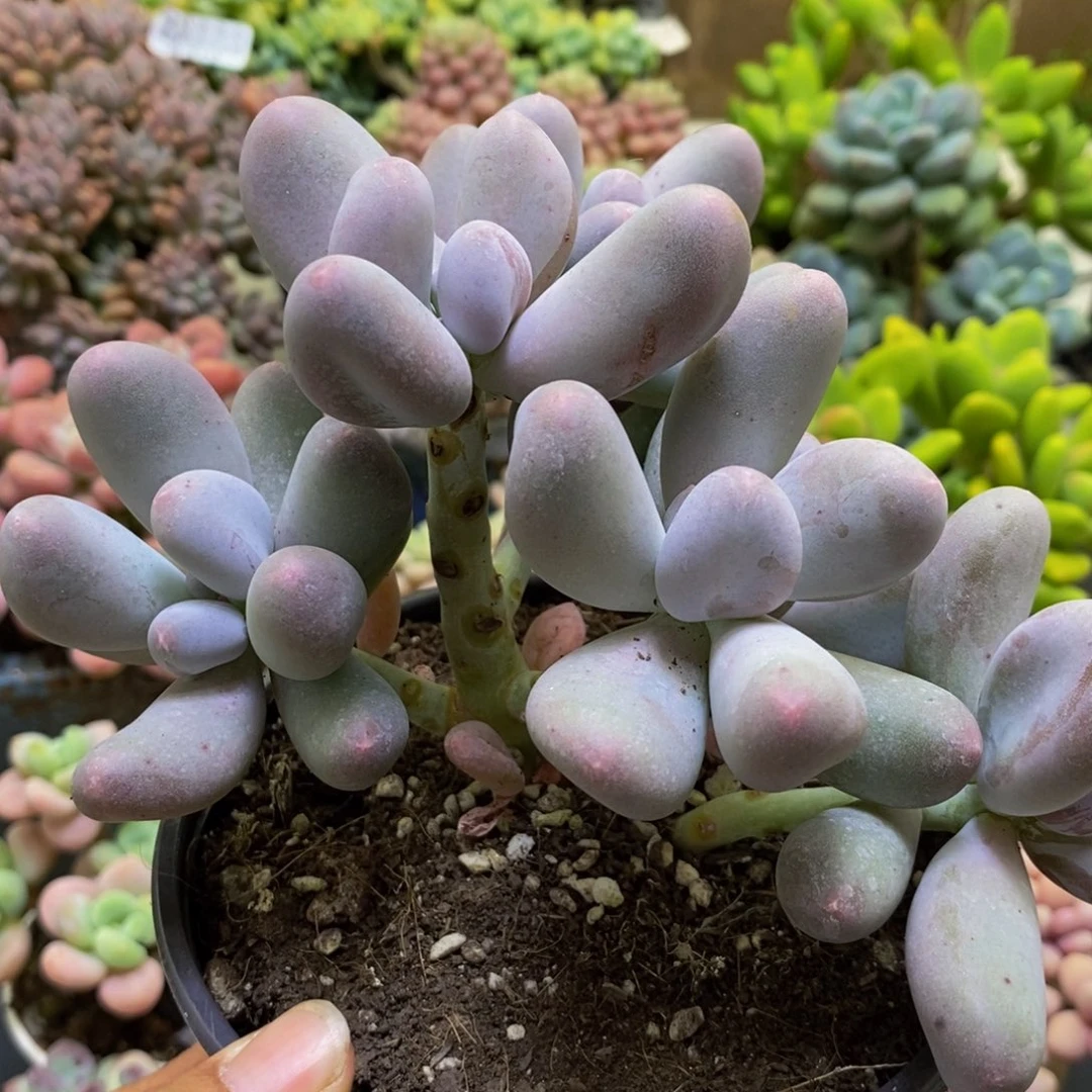 761米可奶酪14cm多肉