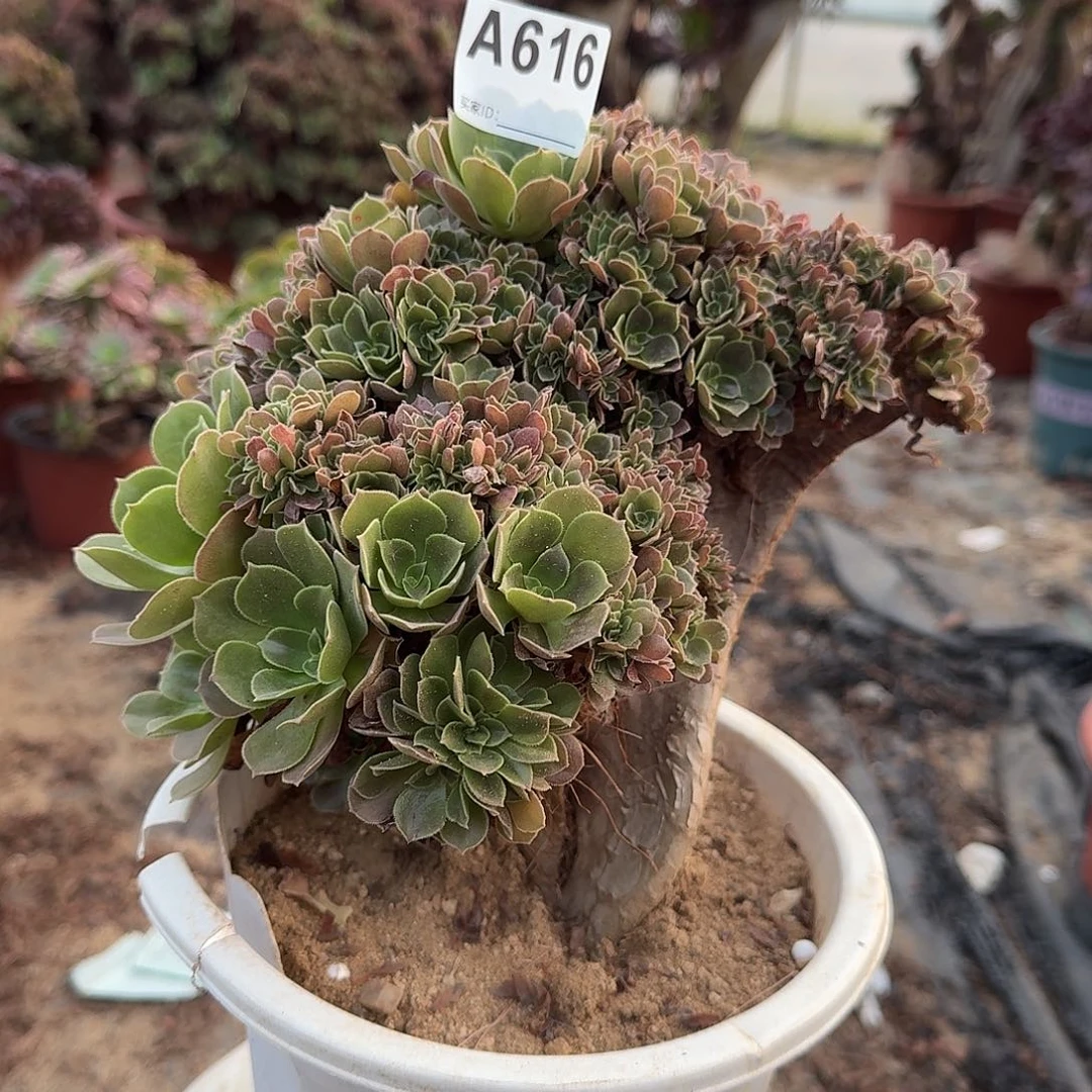 616玫瑰朵朵一颗满28包邮