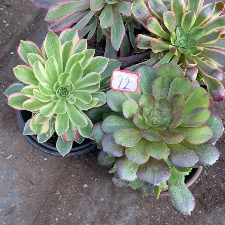 多肉植物722不售后