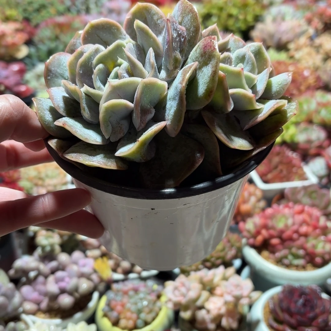 云瑶仙子多肉12㎝盆