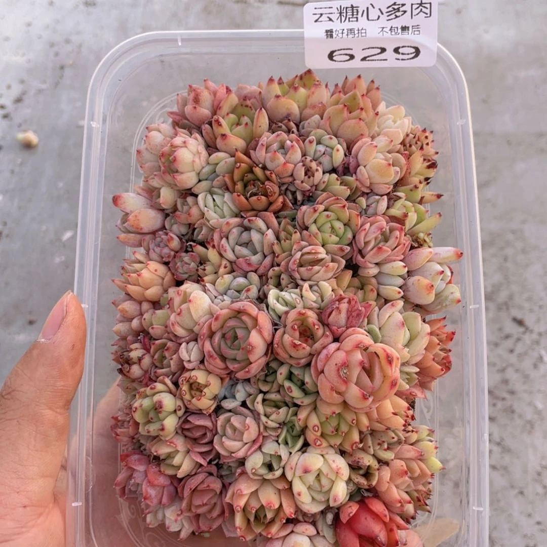 云糖心多肉植物629