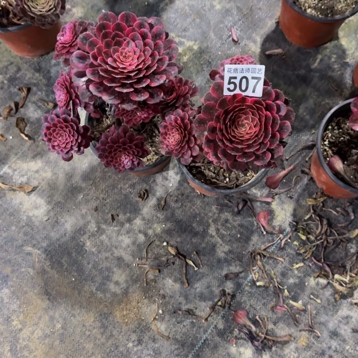 黑铜超白507000000