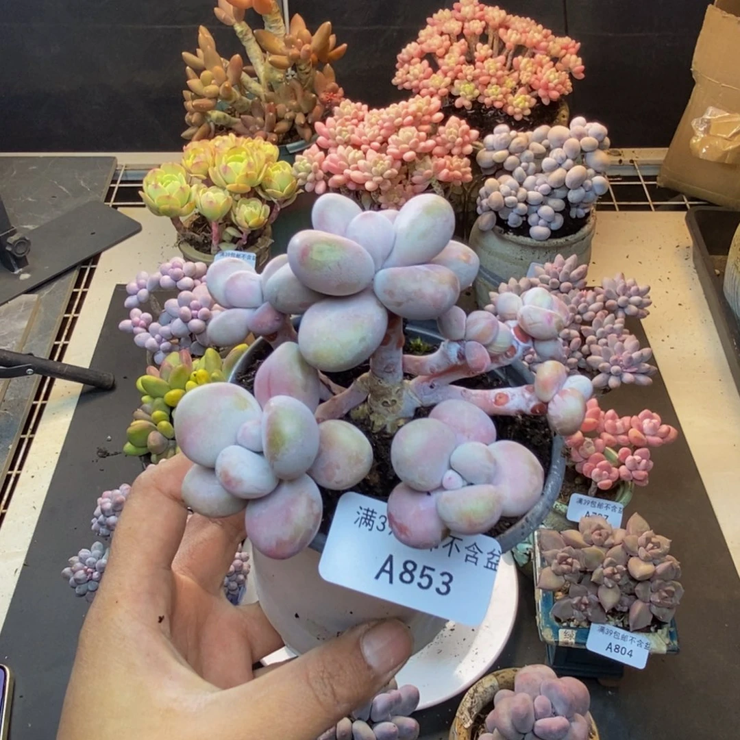 853腰子桃蛋多肉7c m