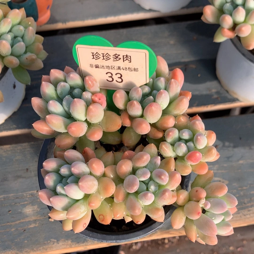 七彩奶糖老桩无砍平头33