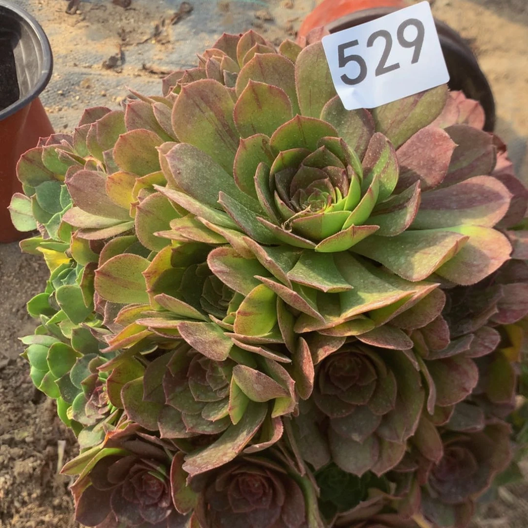 529花月夜多肉植物