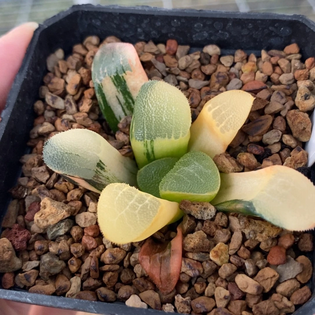 692大黑天克锦一物一拍